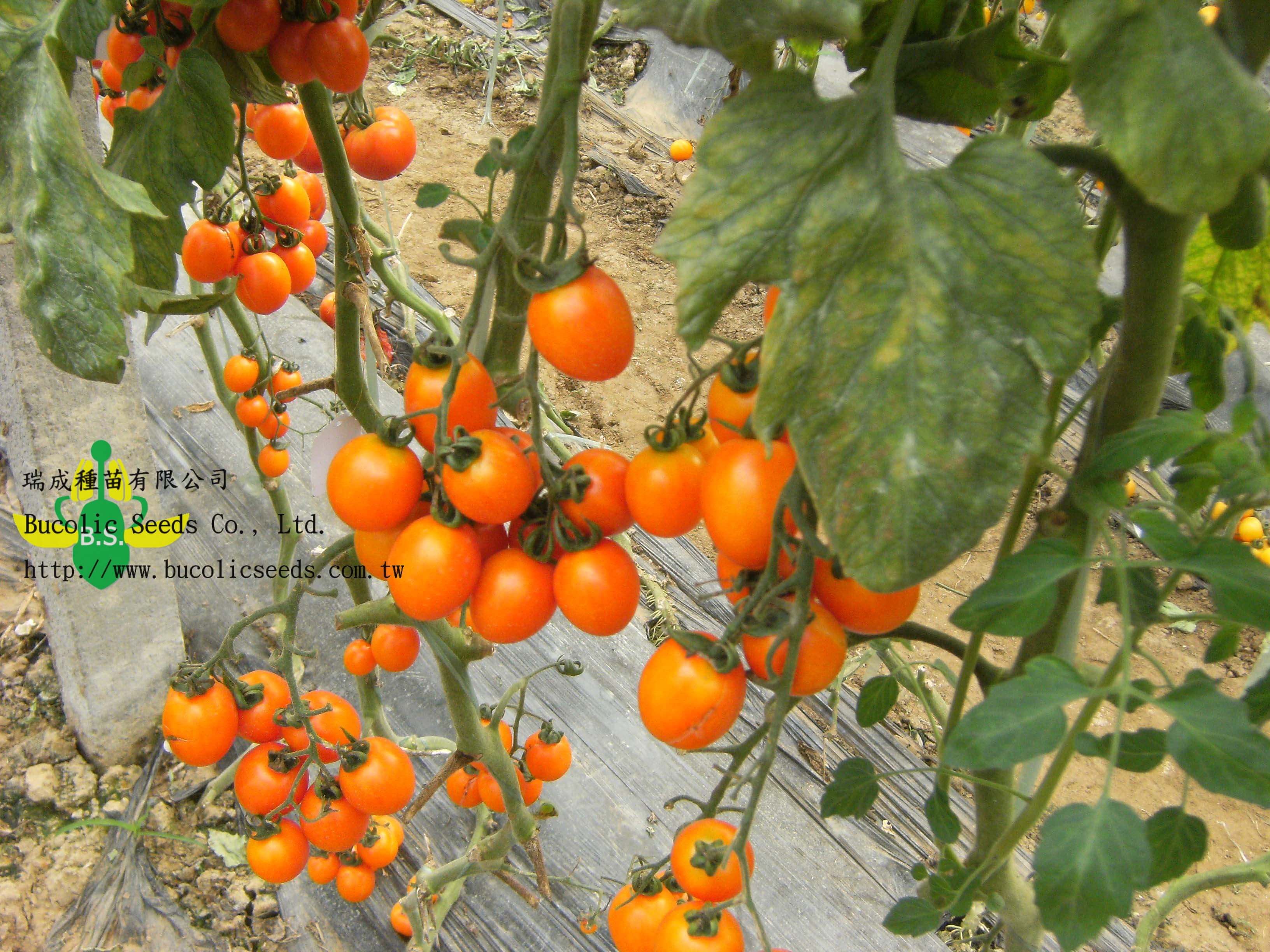 Cherry Tomato 708 - Cherry Tomato 708 (1)