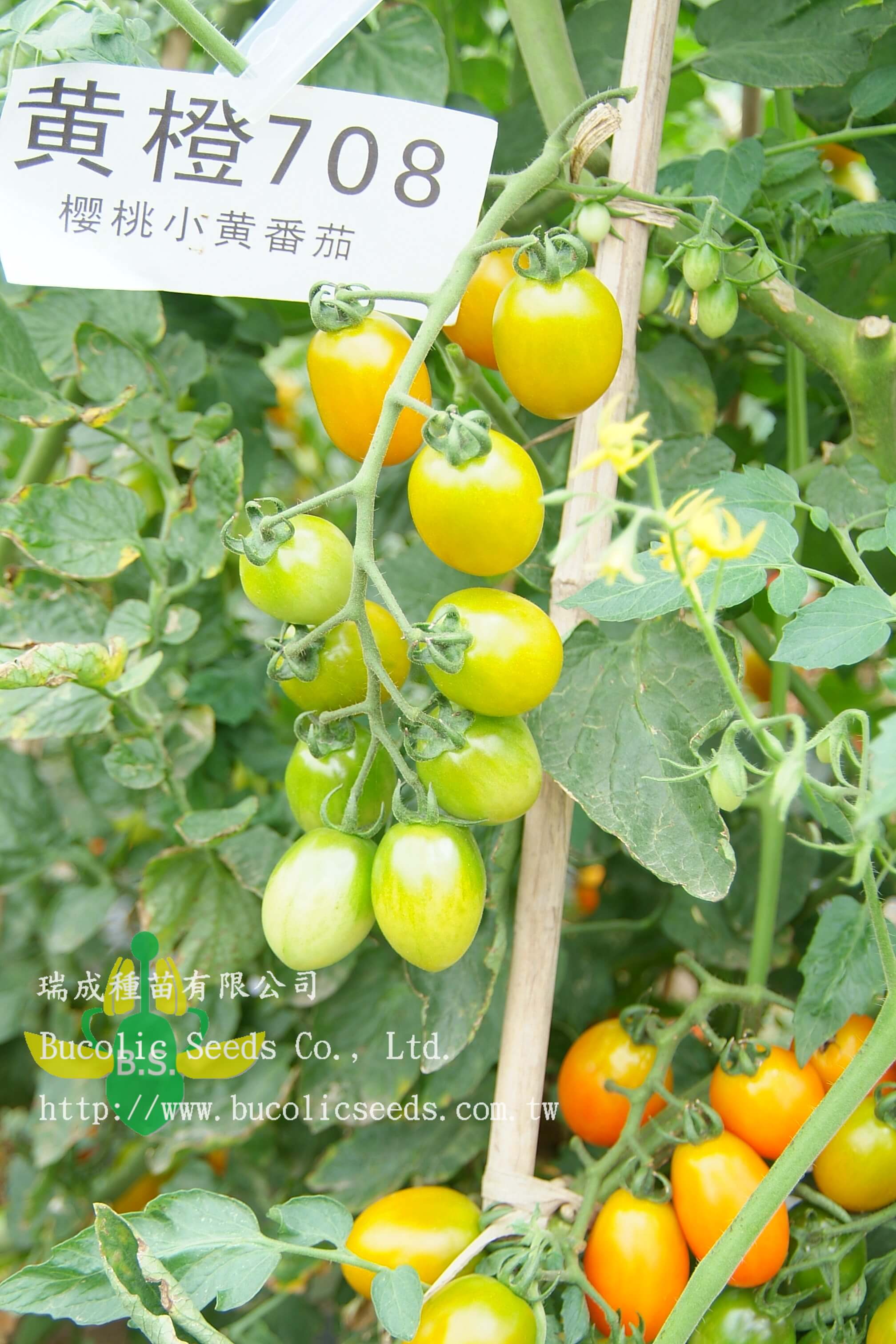 N瑞成小番茄 708